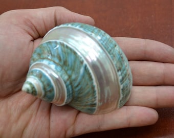 Polished GREEN JADE Banded Turbo Hermit CRAB Sea Shell 3 1/2" - 4"