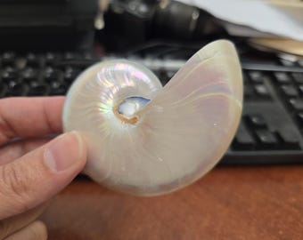 white Pearl NAUTILUS shell pendant
