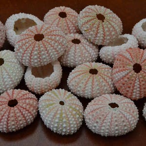 50 Pieces Pink URCHINS Sea Shell Beach Wedding