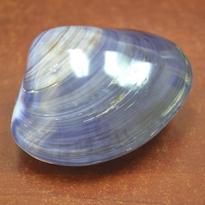 PURPLE CLAM paired shell 3&quot;