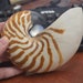 see more listings in the Sea Shell Crafts section