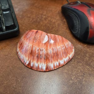 red polished SPINY OYSTER shell 3 1/2&quot;