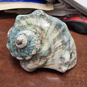 May include: A large, spiraled seashell featuring a glossy finish with variegated shades of teal, blue, and white. The shell has a textured, porous surface near the apex and smooth, radiating ridges that extend toward the wide, open aperture.