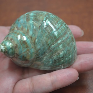 green PEARL JADE TURBO sea shell hermit crab 2" - 2 1/2"
