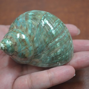 green PEARL JADE TURBO shell 2&quot; - 2 1/2&quot;
