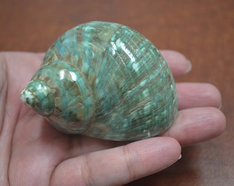 green PEARL JADE TURBO shell 2" - 2 1/2"