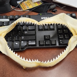 real BLACKTIP SHARK jaw 12&quot;