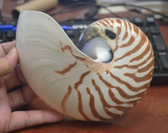 Natural CHAMBERED NAUTILUS Sea SHELL Cut Sliced Beach Craft 6"