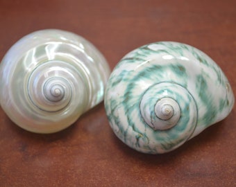 2 coquillages turbo PERLE et JADE vert 2 1/2" - 3"