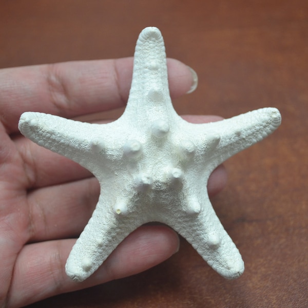 WHITE bleached KNOBBY STARFISH craft 2" - 3"