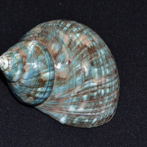 Polished GREEN JADE Turbo Hermit CRAB Sea Shell 3 1/2 4 image 1