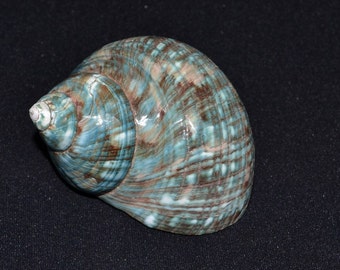 Polished GREEN JADE Turbo Hermit CRAB Sea Shell 3 1/2" - 4"