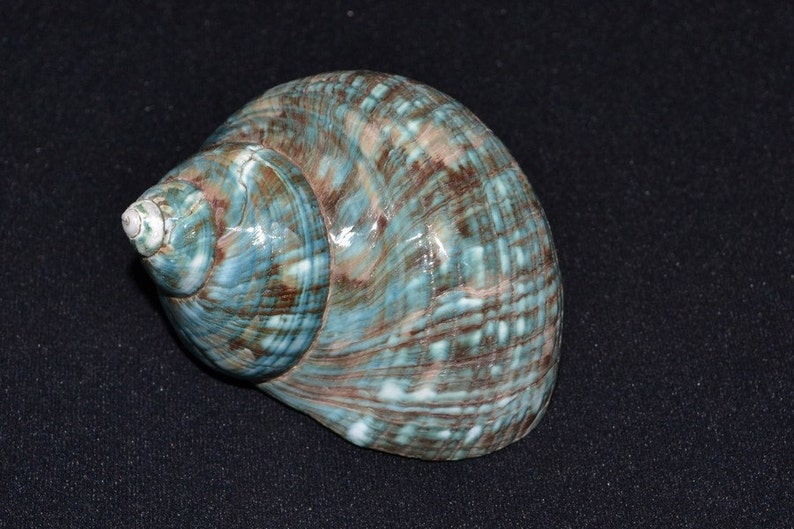 Polished GREEN JADE Turbo Hermit CRAB Sea Shell 3 1/2 4 image 1