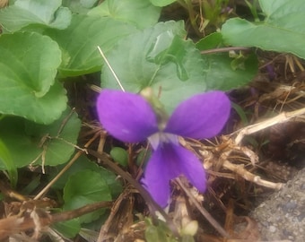 5 Woodland PurpleViolet Plants State Flower of Illinois, Rhode Island, Wisconsin, New Jersey