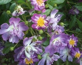3 Unrooted Cuttings of Heirloom quot Veilchenblau quot Purple Running Rambler Rosebush Rose