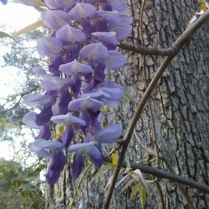 One of Dad's Fragrant Purple Wisteria Rooted Vines image 2