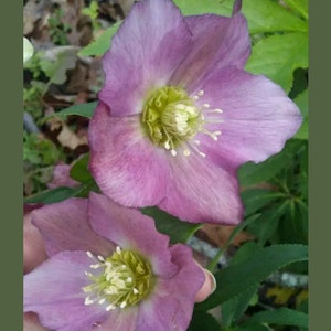 May include: Close-up of two pink hellebore flowers with yellow centers and white stamens. The petals have a delicate texture and gradient of color. Green leaves and foliage surround the flowers, creating a natural, garden-like setting.