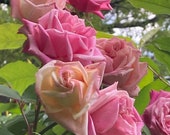 3 Unrooted Cuttings of Fragrant Heirloom Pink quot Momma 39 s Rose quot ROSE Running Rambler Rosebush Trellis Arbor Fence