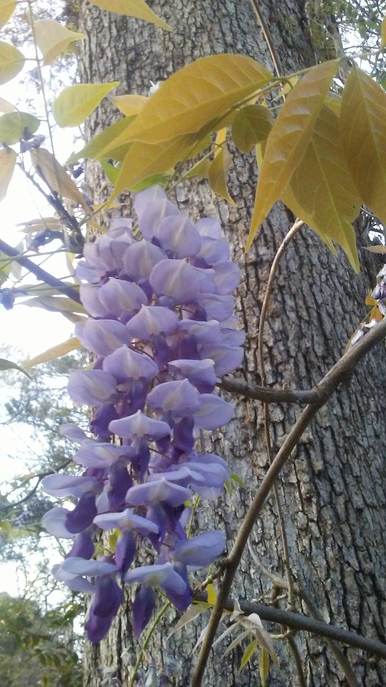 One of Dad's Fragrant Purple Wisteria Rooted Vines image 2