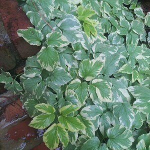 Może przedstawiać: Zbliżenie zielono-białych liści. Liście mają ząbkowane krawędzie i rosną w gęstym skupisku. Liście są mieszanką zieleni i bieli, z kilkoma ż&oacute;łto-zielonymi liśćmi. Liście są mokre, a tło to ceglany mur.