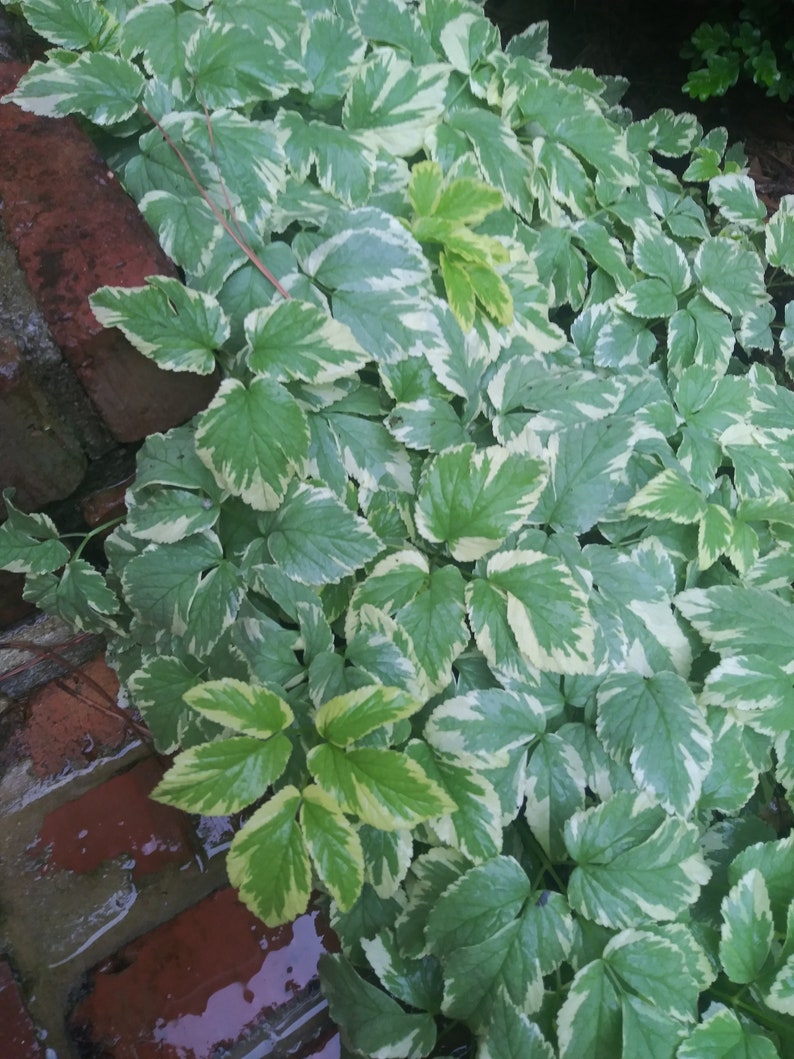 Może przedstawiać: Zbliżenie zielono-białych liści. Liście mają ząbkowane krawędzie i rosną w gęstym skupisku. Liście są mieszanką zieleni i bieli, z kilkoma ż&oacute;łto-zielonymi liśćmi. Liście są mokre, a tło to ceglany mur.