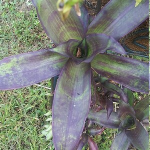 1 Grandfather's Pipe Cutting Bromeliad type Callisia Fragrans Basket Plant image 4