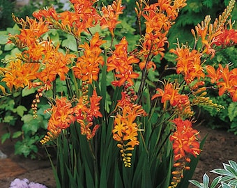 6 Orange Crocosmia Iris  Bulbs Corms Montbretia Iridaceae