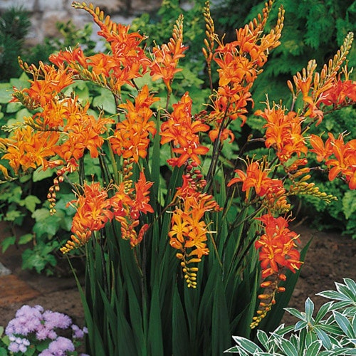 6 Orange Crocosmia Iris Bulbs Montbretia Iridaceae - Etsy