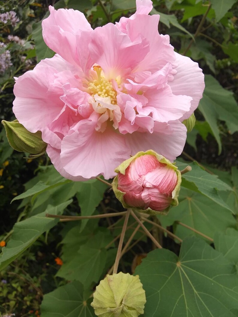 Confederate Rose Hibiscus Cutting Rooted 68 Etsy