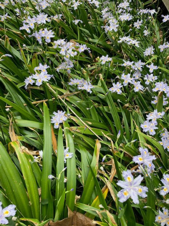 Heirloom Walking Iris Purple (4 Plants) Tennessee State Flower - Etsy