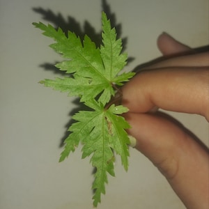 May include: A close-up of a small green maple tree sapling with five leaves. The sapling is being held by a hand.
