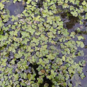 May include: A close-up shot of a body of water covered in small, light green aquatic plants. The plants have a clover-like shape and float on the dark water's surface. The image is well-lit, showing the texture of the plants.