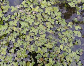 Duckweed Start for Backyard Ponds and Water Gardens