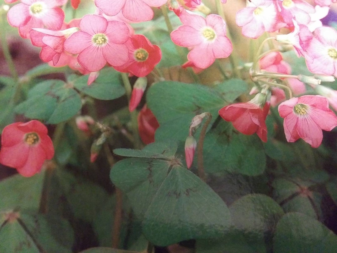 5 of Katie's Coral Oxalis Corms Plants Shamrock Leaves Bell Flowers