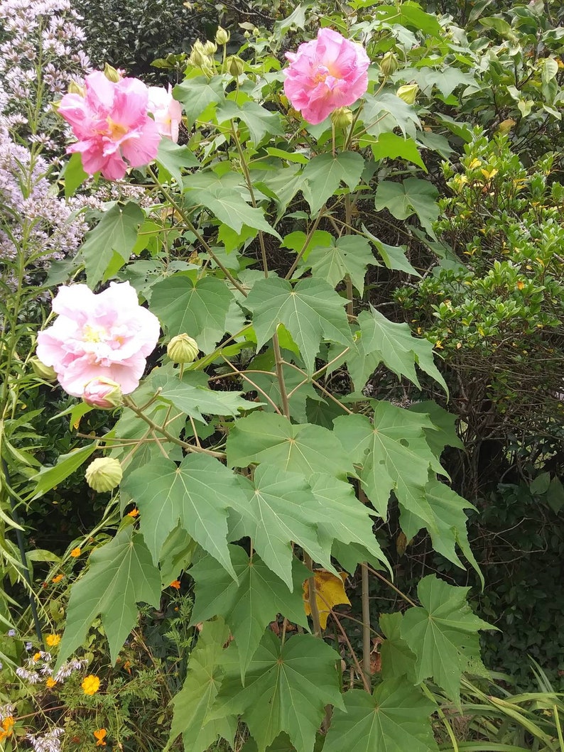 Confederate Rose Hibiscus Cutting Rooted 68 Etsy