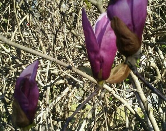 Heirloom Japanese Magnolia Purple Tulip Tree Bouts to Root (4)