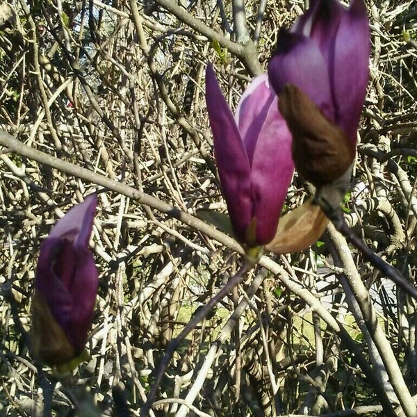 Heirloom Japanese Magnolia Purple Tulip Tree Cuttings to Root (4)