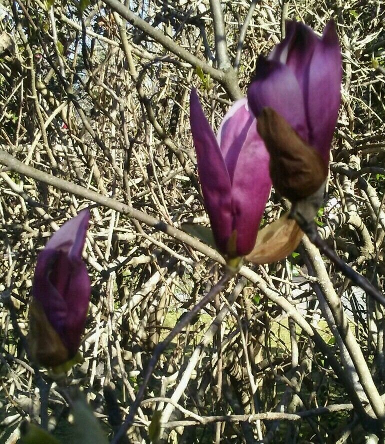 Reliquia japonesa Magnolia púrpura Tulipán Esquejes a la raíz - Etsy España