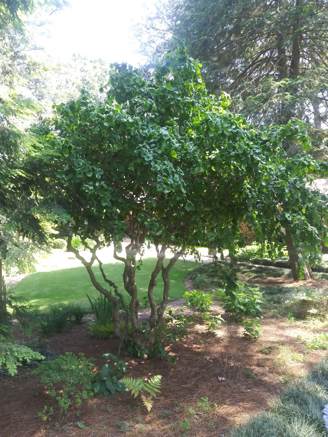 2 Contorted Filbert Tree Cuttings to Root aka Harry Etsy