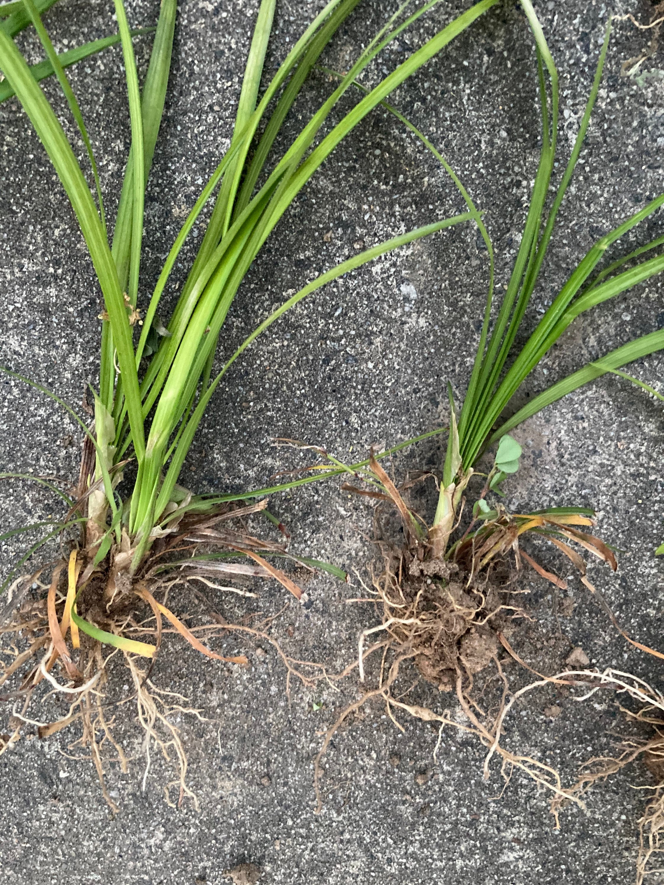 Liriope 12 Monkey Grass Plant Sprigs Groundcover Green Border Plant ...