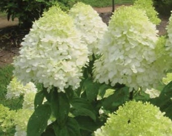 Limelight Hydrangea (4) Cuttings to Root Green White