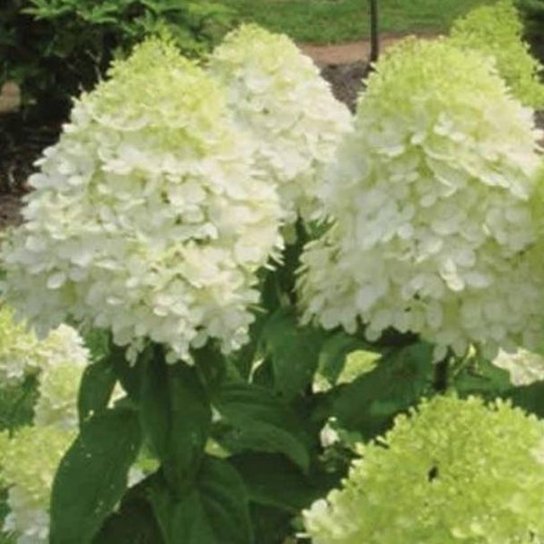 Limelight Hydrangea (4) Cuttings to Root Green White