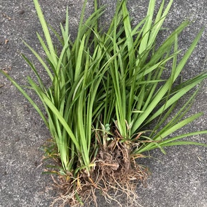 Liriope  12 Monkey Grass Plant Sprigs Groundcover Green Border Plant purple bloom berries