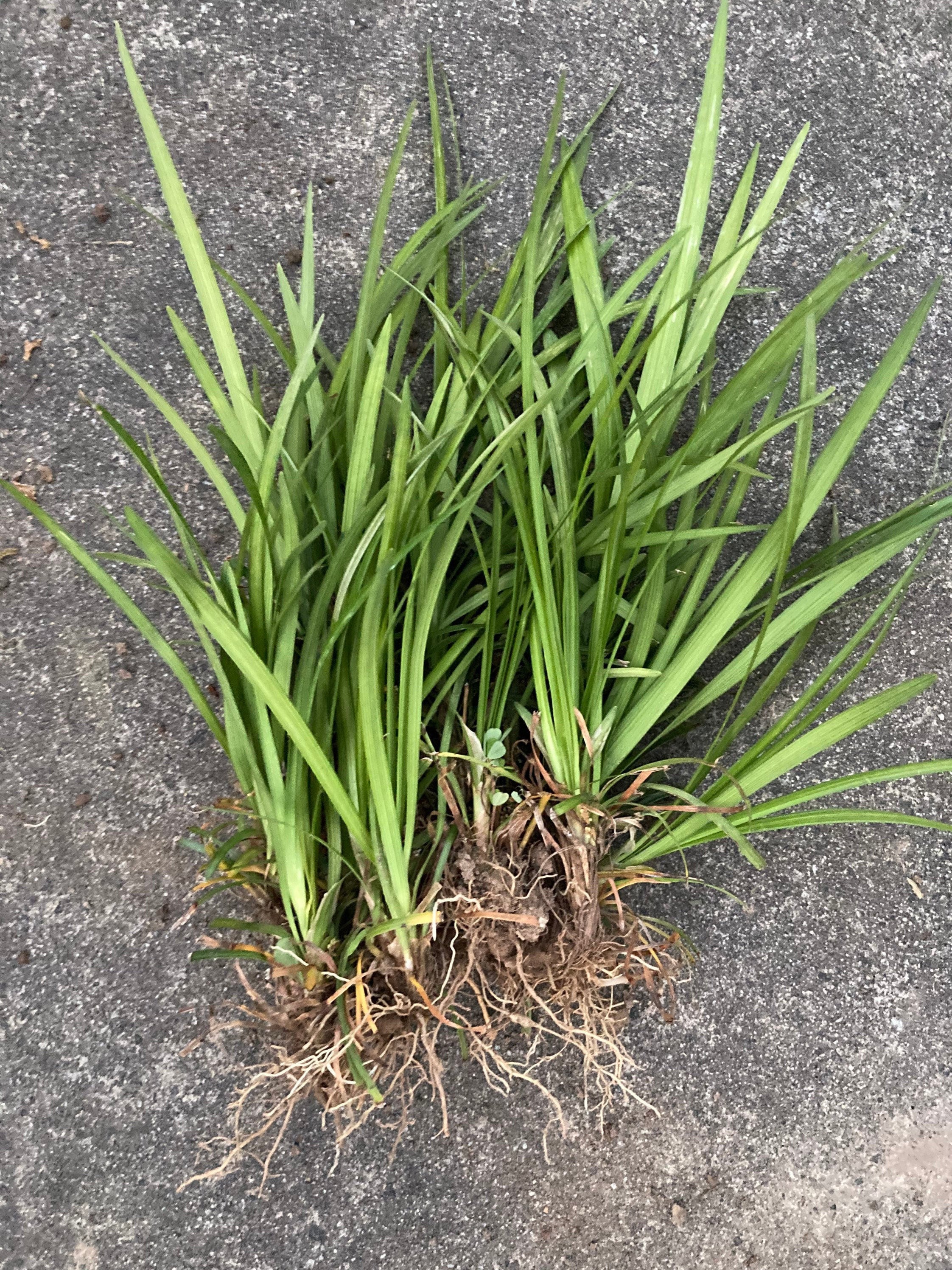 Liriope Border