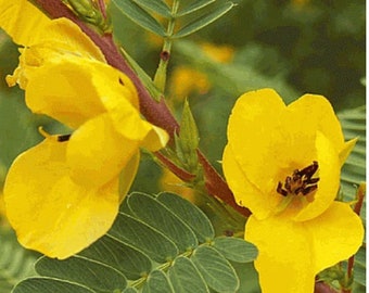 2 Yellow Flower Partridge Pea Sensitive Plant Chamaecrista