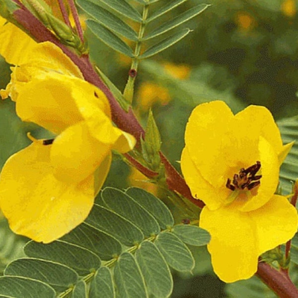 2 Yellow Flower Partridge Pea Sensitive Plant Chamaecrista