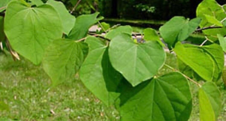 Eastern Redbud Tree Seedling Pink Flowers 4-5” Tall - Etsy