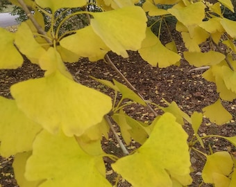 2 Ginkgo Trees 4” tall