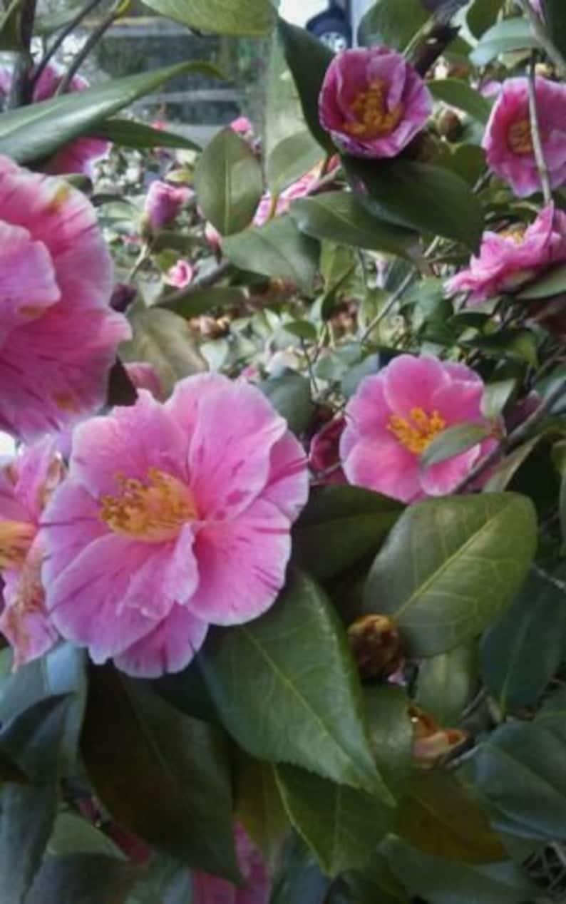 Cleo's Pink Peppermint Camellia