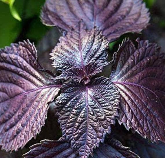 5 Ornamental Purple Basil Plants Beefsteak Red Perilla Shiso Etsy
